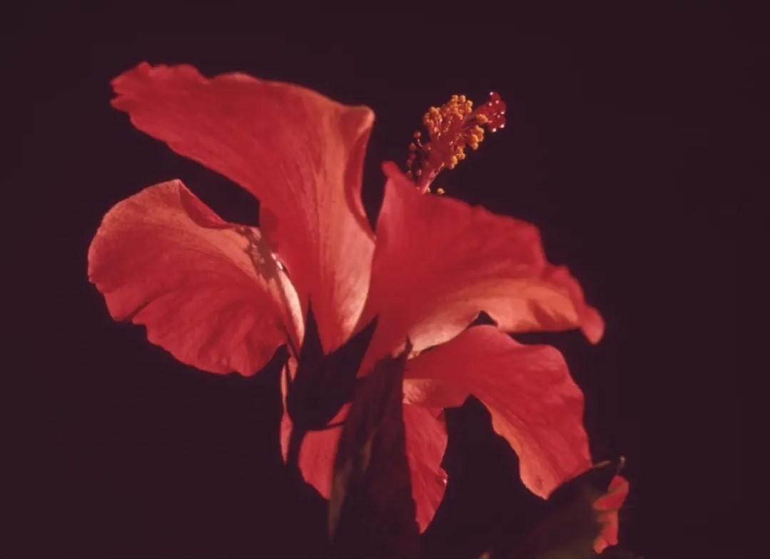 Photographie en gros plan d’une fleur rouge.